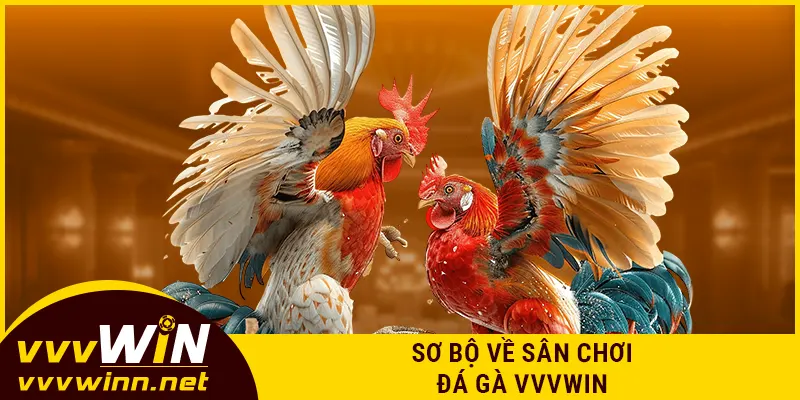 Sơ bộ về sân chơi đá gà VVVWIN